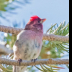 © Leslie J. Morris PhotoID # 16024808: Cassin's Finch