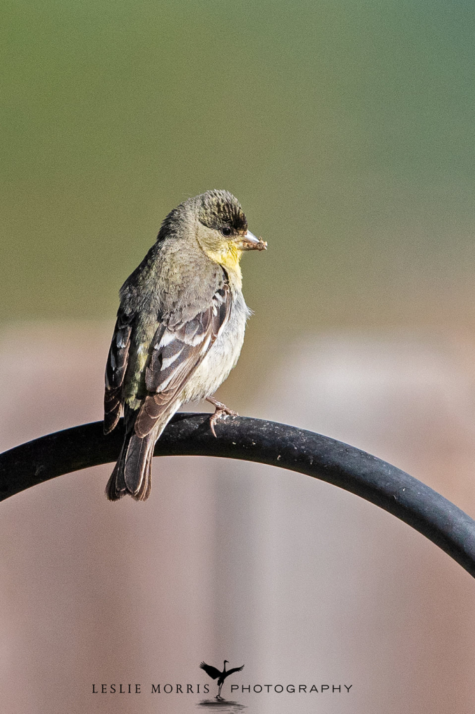 Lesser Goldfinch - ID: 16024812 © Leslie J. Morris