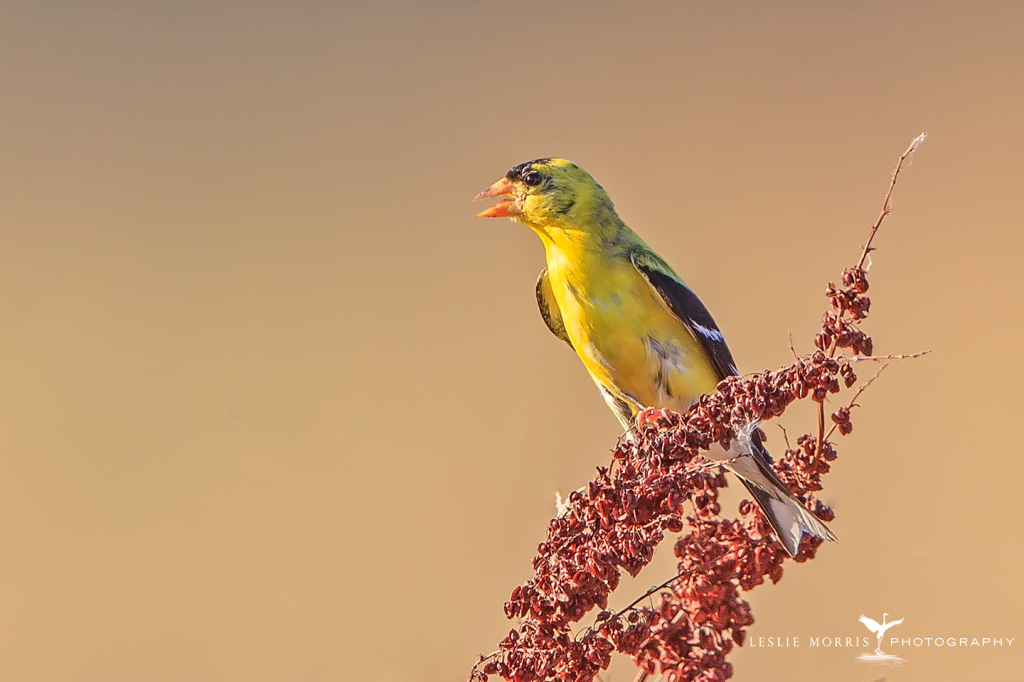 American Goldfinch - ID: 16024815 © Leslie J. Morris