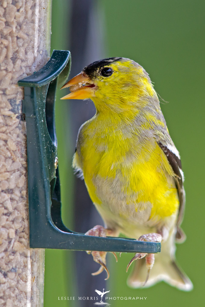 American Goldfinch - ID: 16024817 © Leslie J. Morris