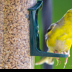 © Leslie J. Morris PhotoID # 16024816: American Goldfinch