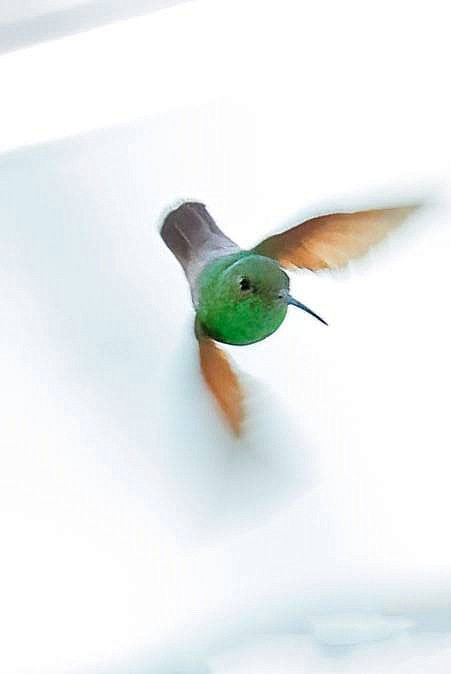 Berryline Hummingbird - ID: 16024825 © Leslie J. Morris