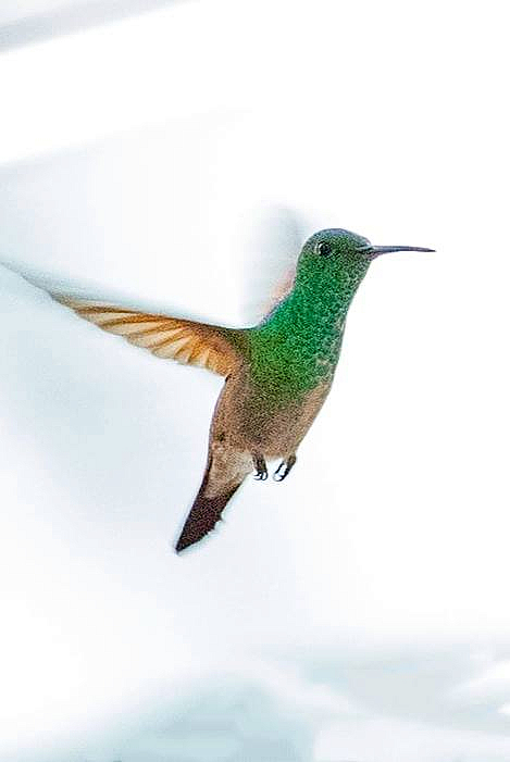 Berryline Hummingbird - ID: 16024826 © Leslie J. Morris