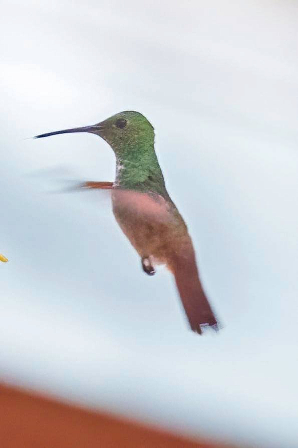 Berryline Hummingbird - ID: 16024827 © Leslie J. Morris