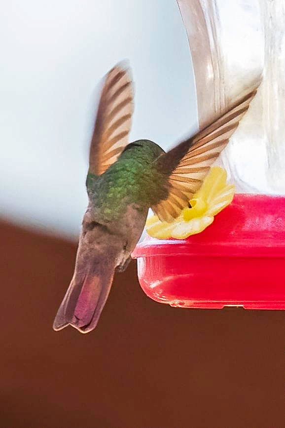 Berryline Hummingbird - ID: 16024828 © Leslie J. Morris