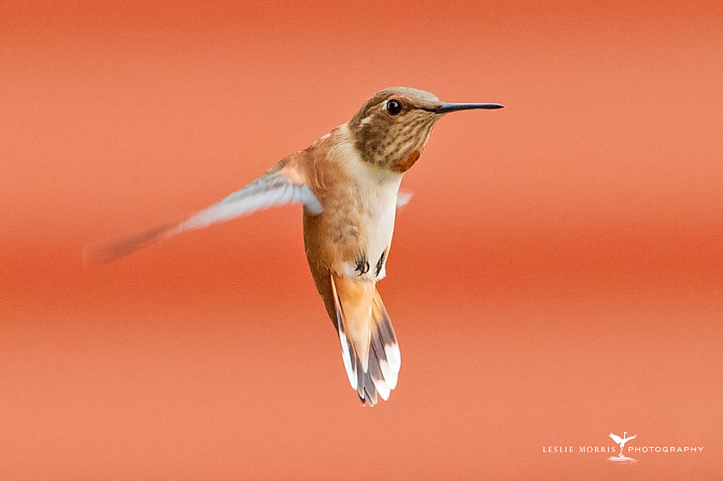 Rufous Hummingbird - ID: 16024829 © Leslie J. Morris