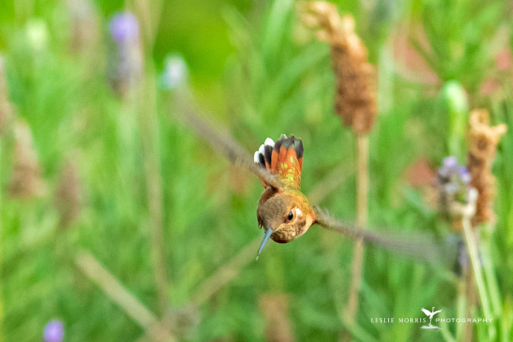 Rufous Hummingbird - ID: 16024830 © Leslie J. Morris