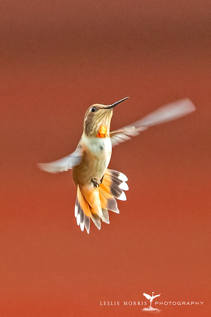 Rufous Hummingbird - ID: 16024831 © Leslie J. Morris