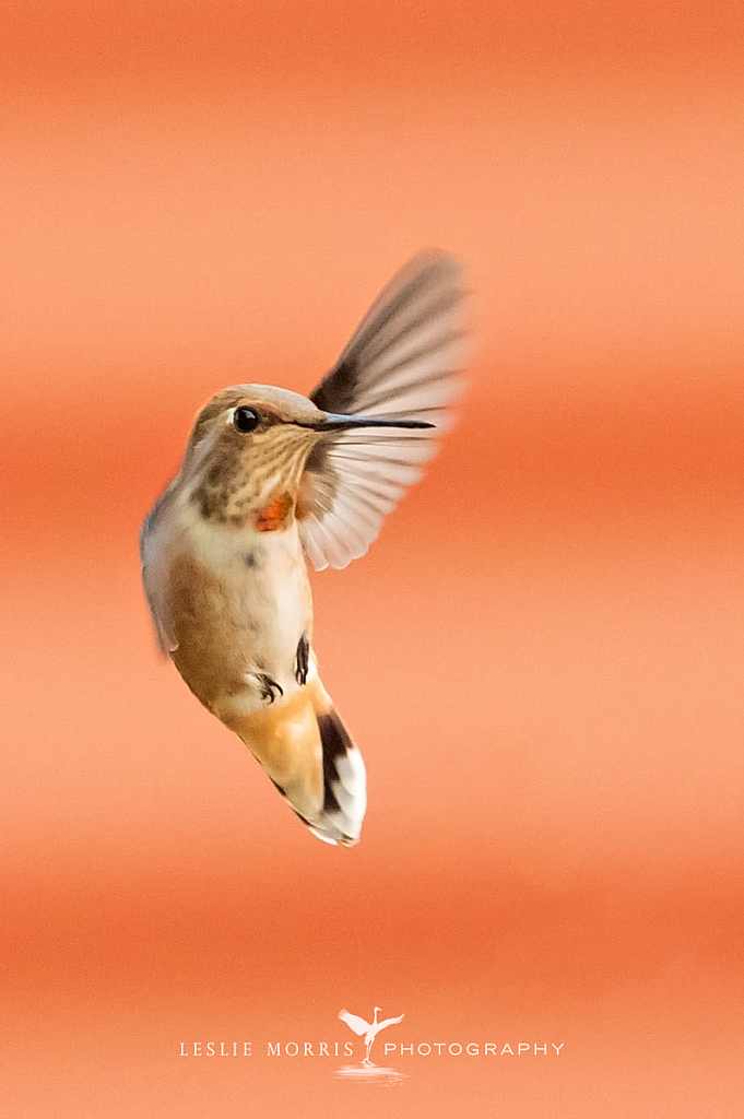 Rufous Hummingbird - ID: 16024833 © Leslie J. Morris