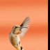 © Leslie J. Morris PhotoID # 16024833: Rufous Hummingbird