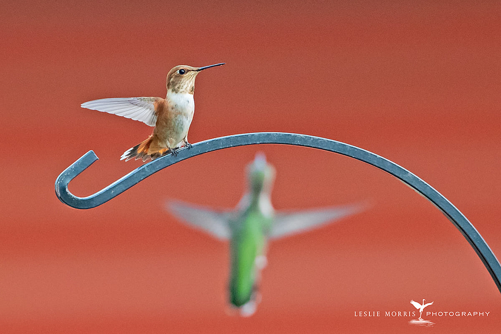 Rufous Hummingbird - ID: 16024832 © Leslie J. Morris