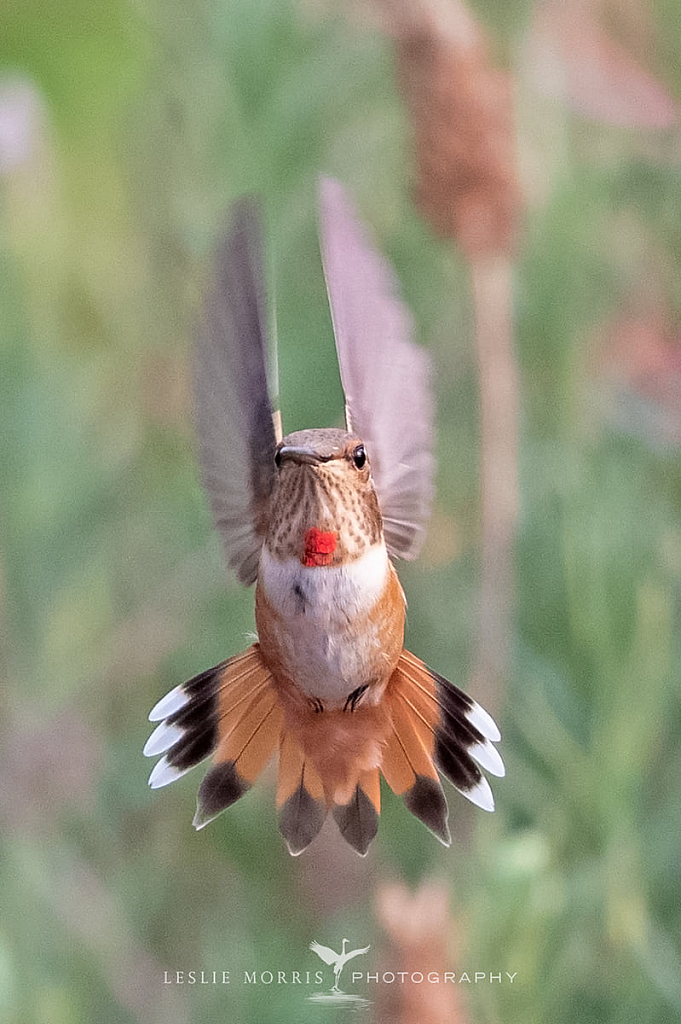 Rufous Hummingbird - ID: 16024834 © Leslie J. Morris