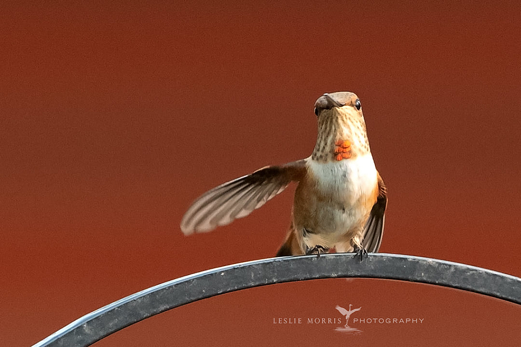 Rufous Hummingbird - ID: 16024837 © Leslie J. Morris