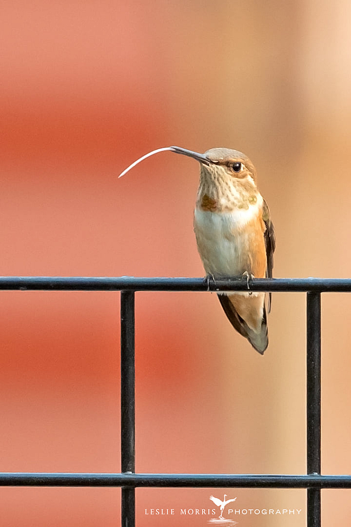 Rufous Hummingbird - ID: 16024836 © Leslie J. Morris