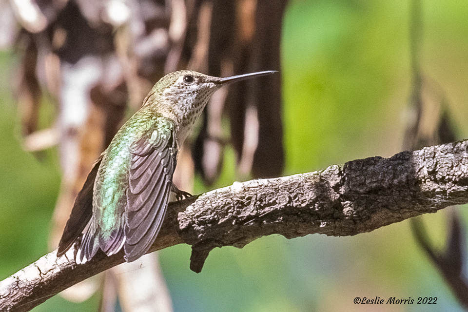 Calliope Hummingbird - ID: 16024839 © Leslie J. Morris