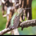 © Leslie J. Morris PhotoID # 16024839: Calliope Hummingbird