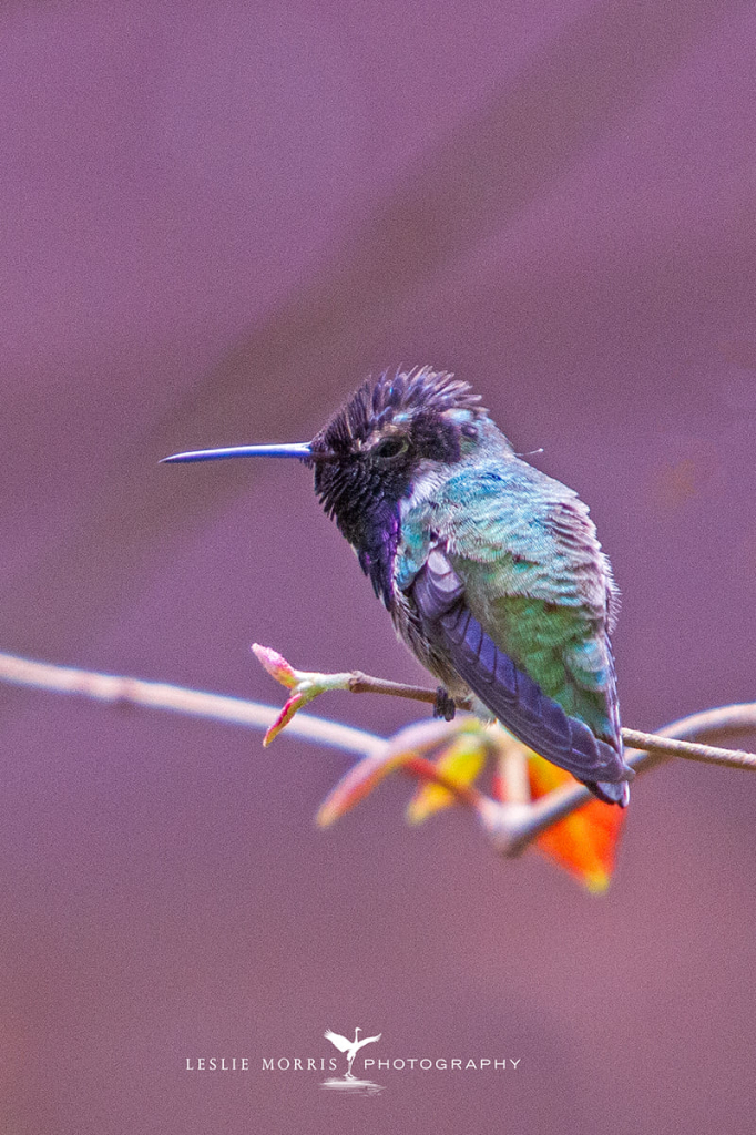 Costa's Hummingbird - ID: 16024841 © Leslie J. Morris