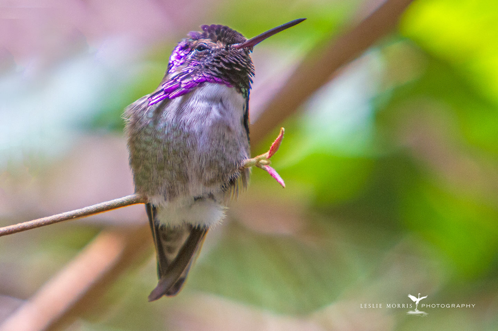Costa's Hummingbird - ID: 16024840 © Leslie J. Morris