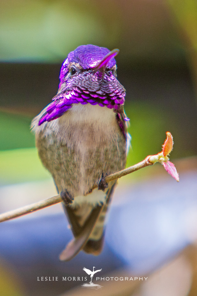 Costa's Hummingbird - ID: 16024842 © Leslie J. Morris