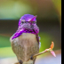 © Leslie J. Morris PhotoID # 16024842: Costa's Hummingbird