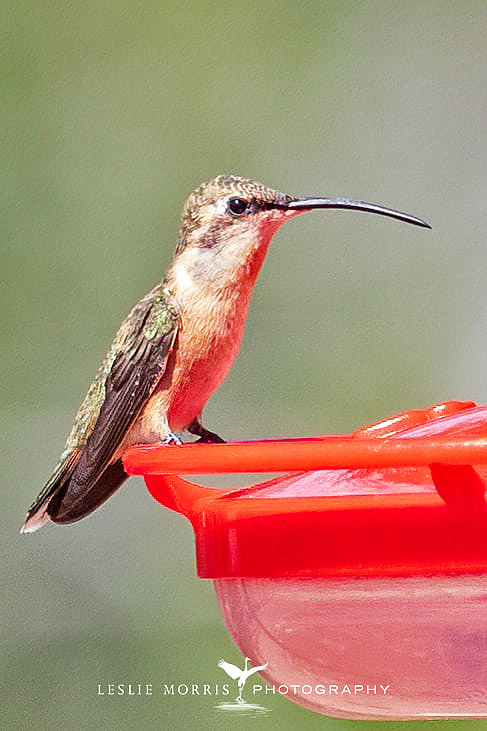 Luficer Hummingbird - ID: 16024844 © Leslie J. Morris
