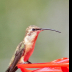 © Leslie J. Morris PhotoID # 16024844: Luficer Hummingbird