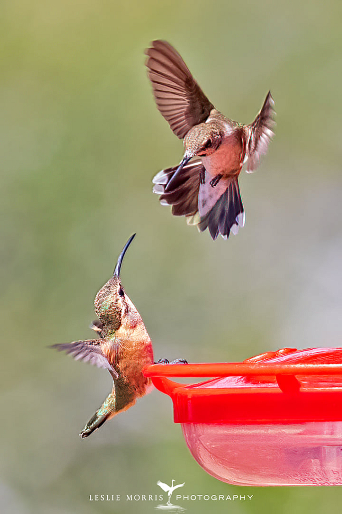 Lucifer and Black-chinned Hummingbird - ID: 16024846 © Leslie J. Morris
