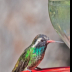 © Leslie J. Morris PhotoID # 16024850: White-eared Hummingbird