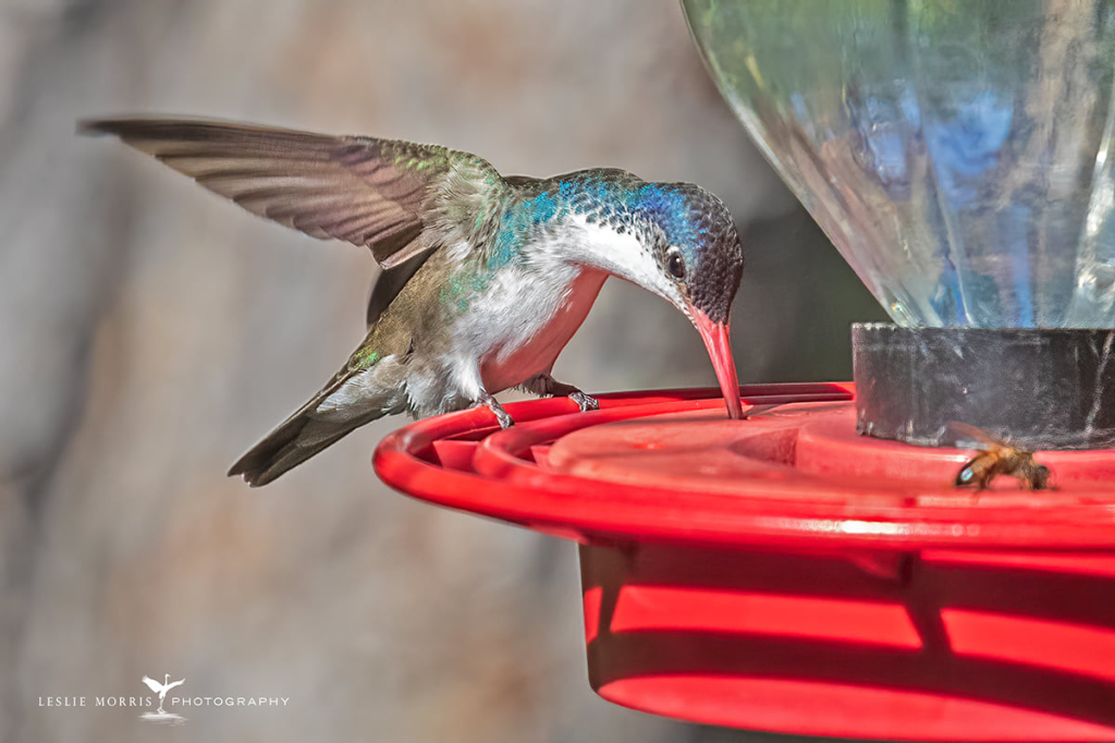 Violet-Crowned Hummingbird - ID: 16024851 © Leslie J. Morris