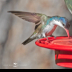 © Leslie J. Morris PhotoID # 16024851: Violet-Crowned Hummingbird
