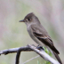 © Leslie J. Morris PhotoID # 16024861: Western Wood Pewee