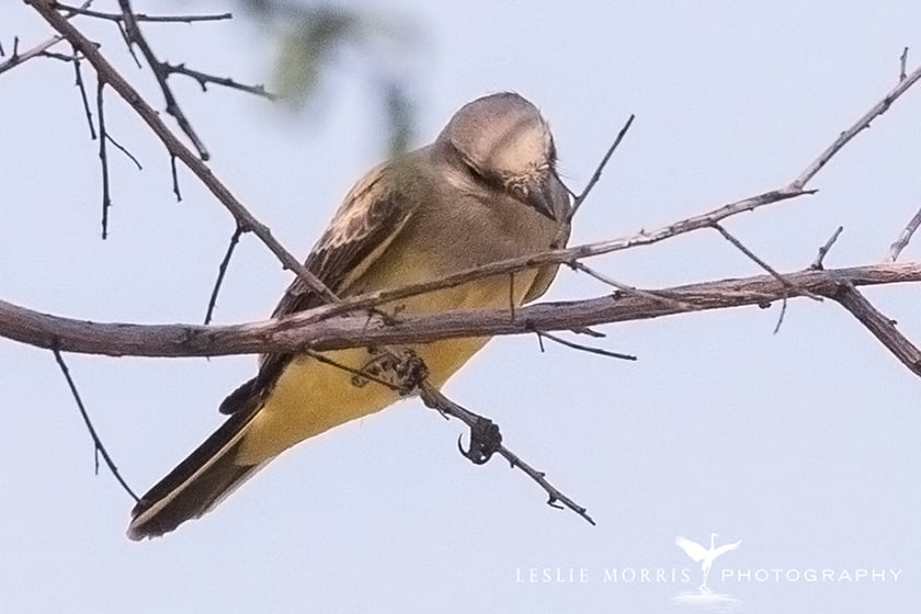 Cassin's Kingbird - ID: 16024862 © Leslie J. Morris
