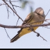 © Leslie J. Morris PhotoID # 16024862: Cassin's Kingbird