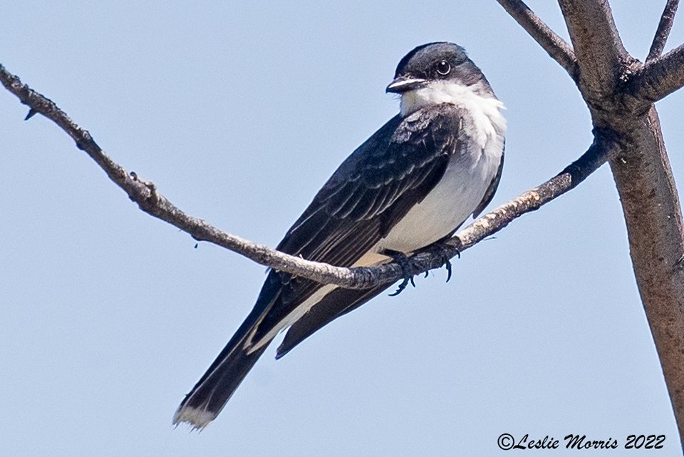 Eastern Kingbird - ID: 16024866 © Leslie J. Morris