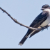 © Leslie J. Morris PhotoID # 16024866: Eastern Kingbird