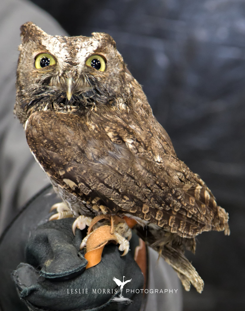 Western Screech Owl - ID: 16024869 © Leslie J. Morris