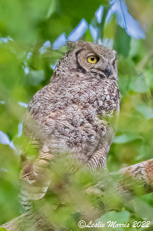Great Horned Owl - ID: 16024870 © Leslie J. Morris