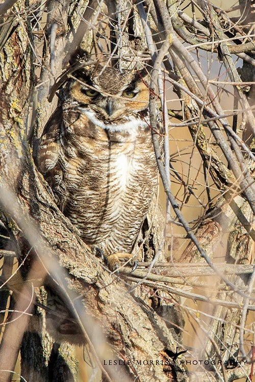 Great Horned Owl - ID: 16024871 © Leslie J. Morris