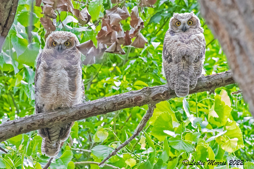 Great Horned Owl Owlets - ID: 16024872 © Leslie J. Morris