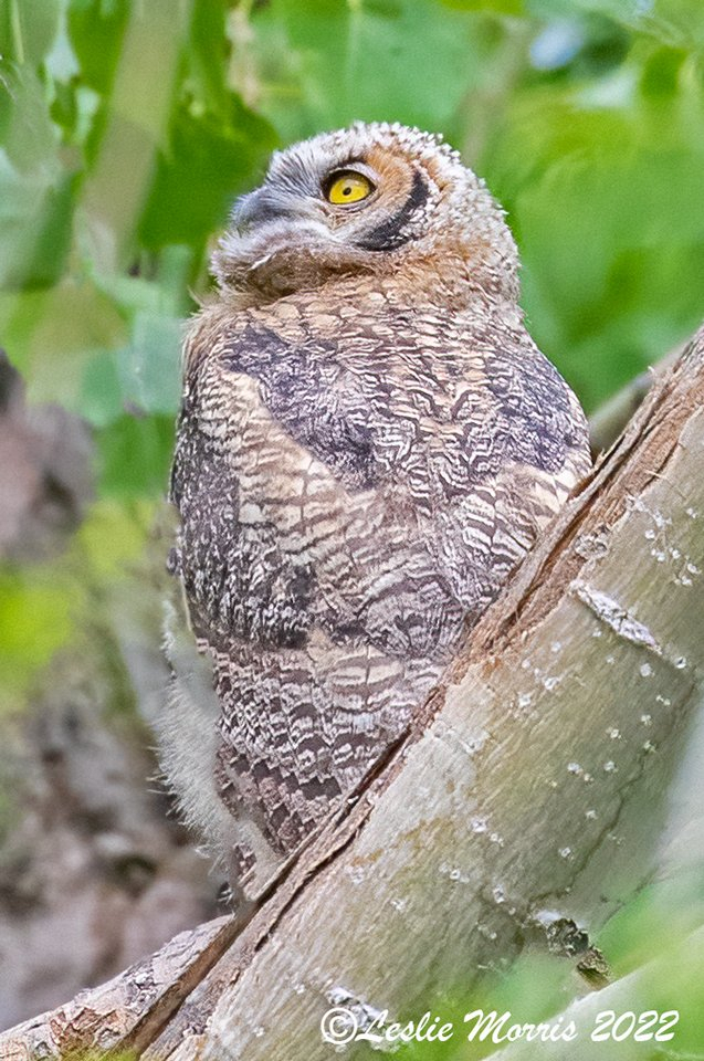 Great Horned Owlet - ID: 16024873 © Leslie J. Morris