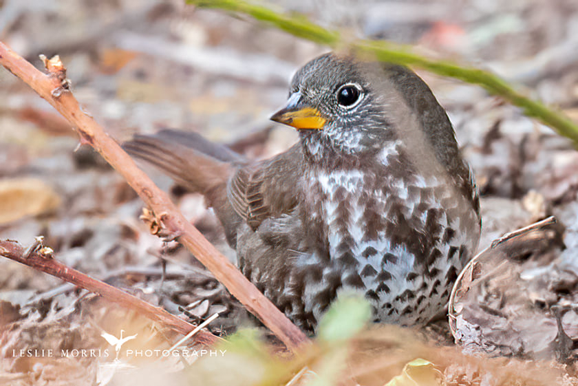 Fox Sparrow - ID: 16024876 © Leslie J. Morris