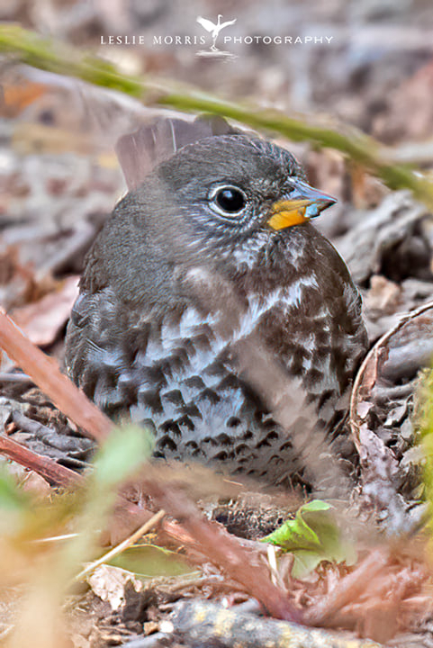 Fox Sparrow - ID: 16024875 © Leslie J. Morris