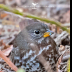 © Leslie J. Morris PhotoID # 16024875: Fox Sparrow