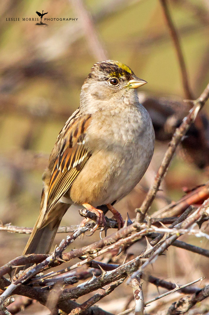 Golden-crowned Sparrow - ID: 16024877 © Leslie J. Morris