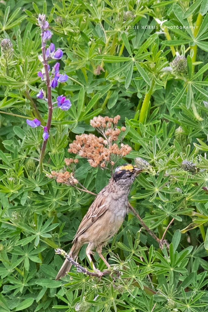 Golden-crowned Sparrow - ID: 16024878 © Leslie J. Morris
