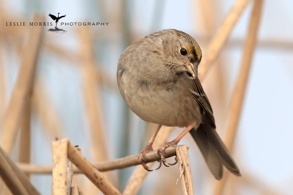 Golden-crowned Sparrow - ID: 16024879 © Leslie J. Morris
