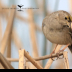 © Leslie J. Morris PhotoID # 16024879: Golden-crowned Sparrow