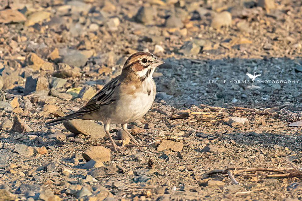 Lark Sparrow - ID: 16024881 © Leslie J. Morris
