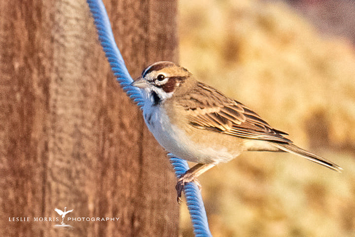 Lark Sparrow - ID: 16024880 © Leslie J. Morris