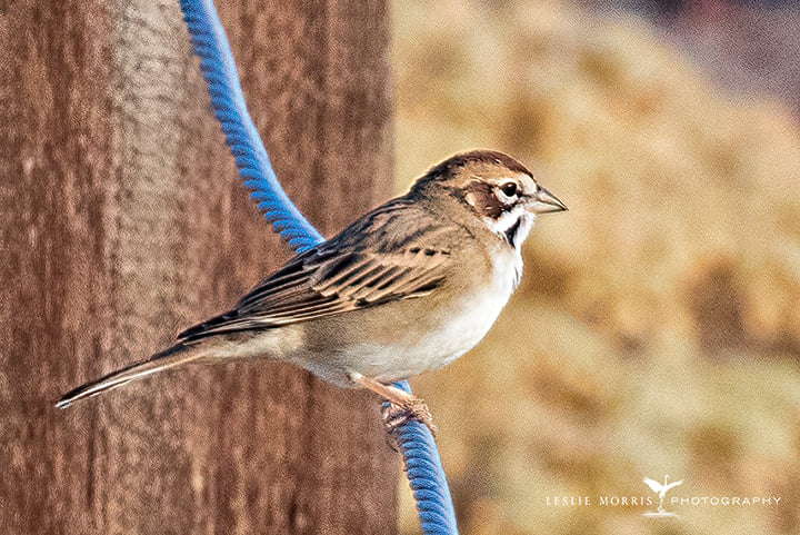Lark Sparrow - ID: 16024882 © Leslie J. Morris